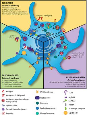 Adjuvants Enhancing Cross-Presentation by Dendritic Cells: The Key to More Effective Vaccines?